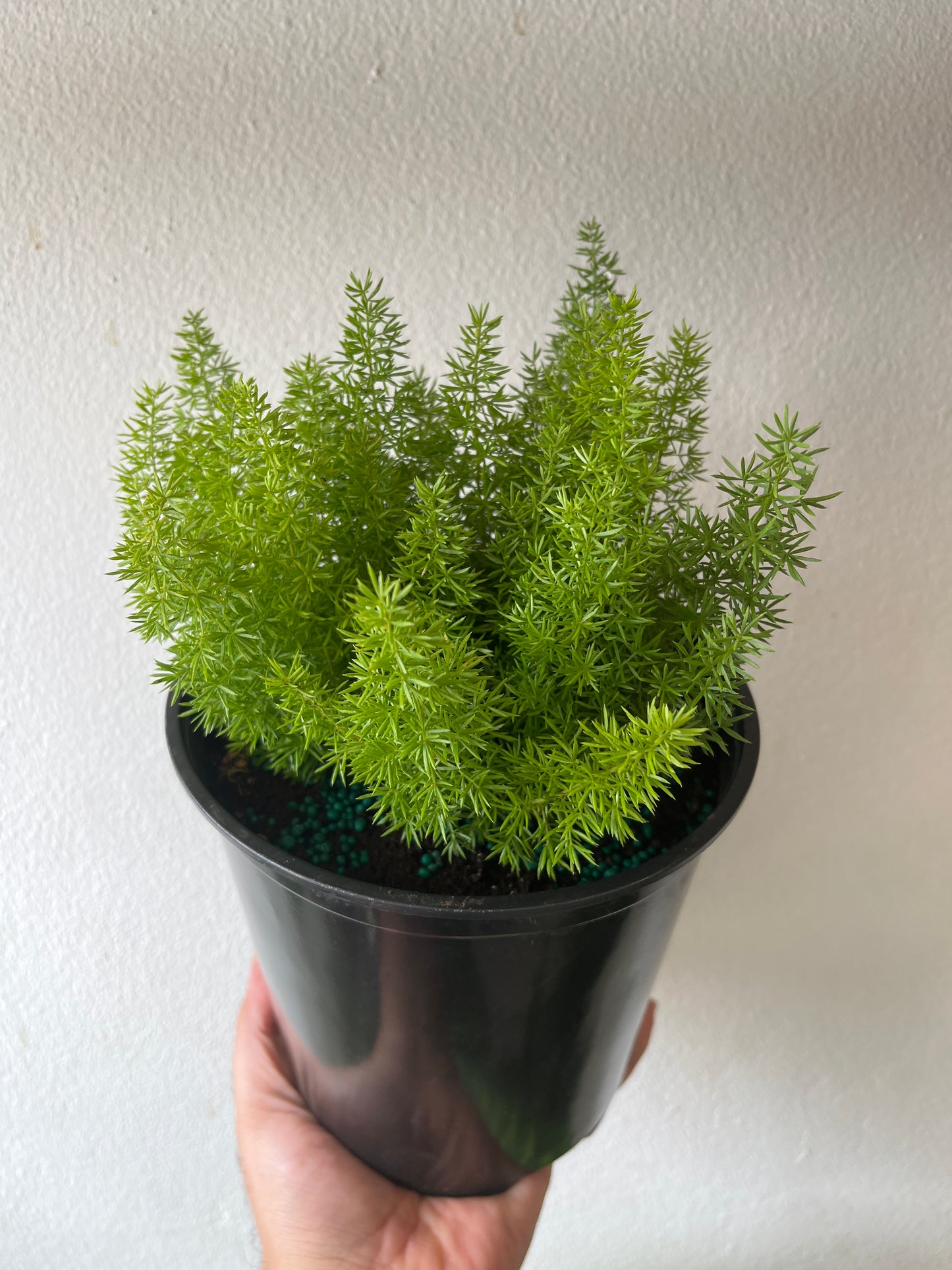 Asparagus Meyeri 6”