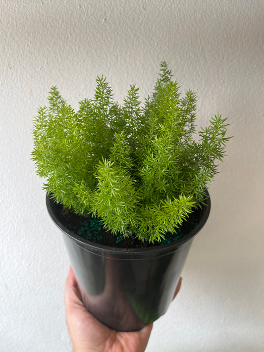 Asparagus Meyeri 6”
