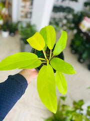 Philodendron Lemon Lime 5”