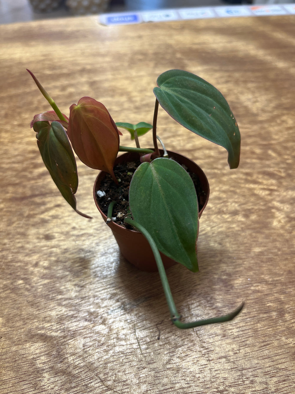 Philodendron Micans 5”
