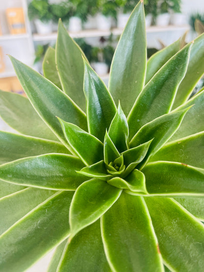 Echeveria agavoides