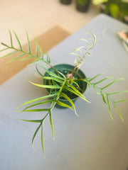 Philodendron Tortum 6”