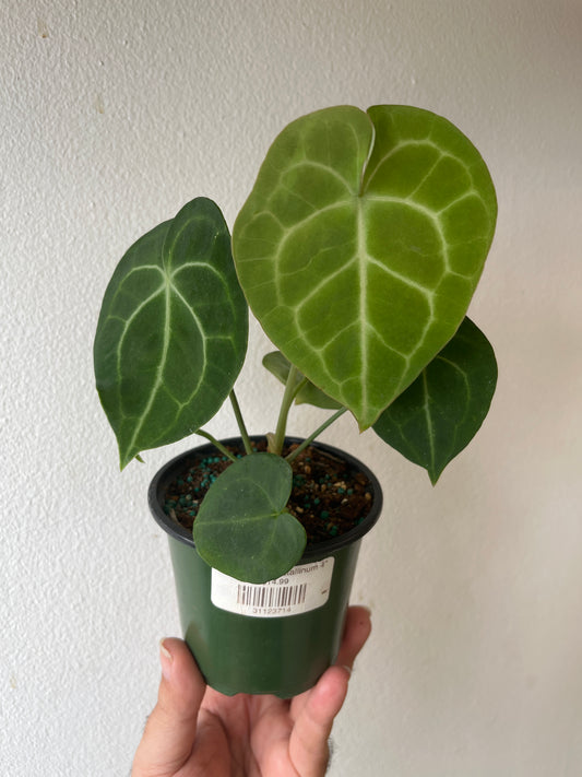 Anthurium crystallinum 4”