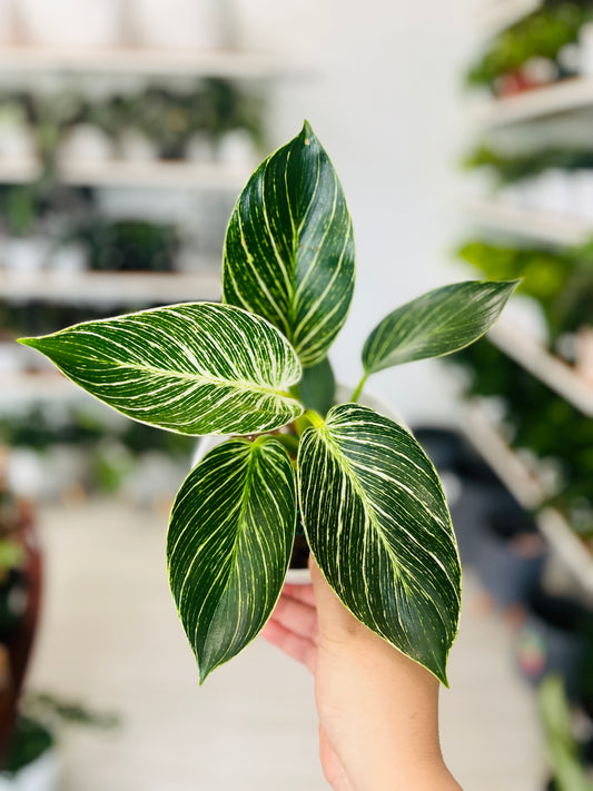 Philodendron Birkin