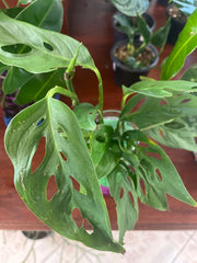 Monstera Arrow Envase