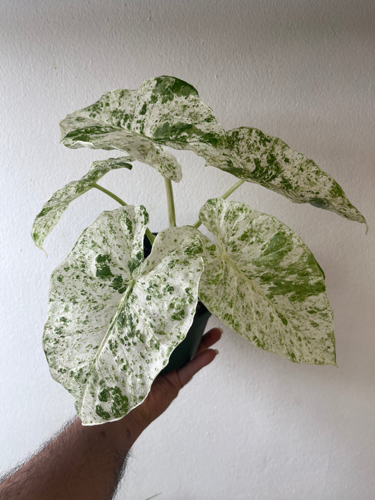 Alocasia Odora Batik Variegada 6”
