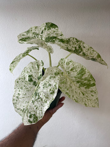 Alocasia Odora Batik Variegada 6”