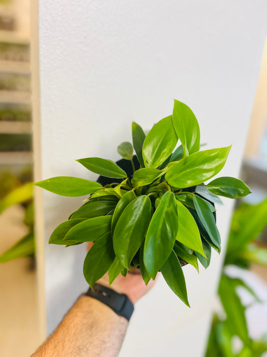 Philodendron Temptation 6”