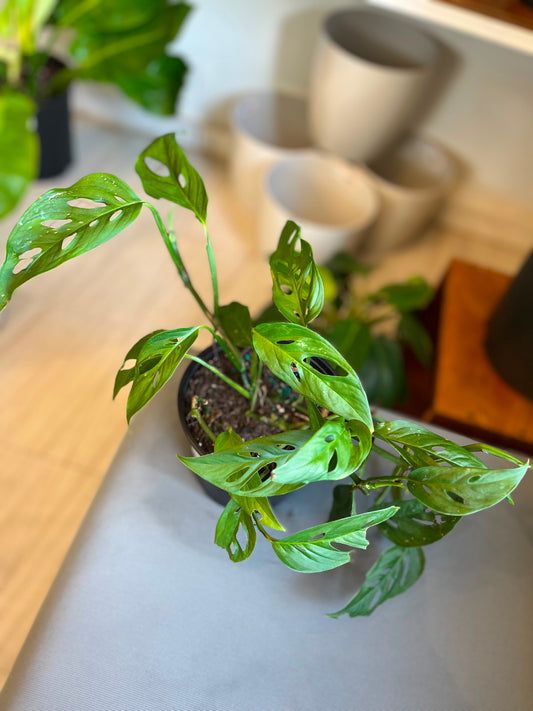 Monstera Arrow 6”