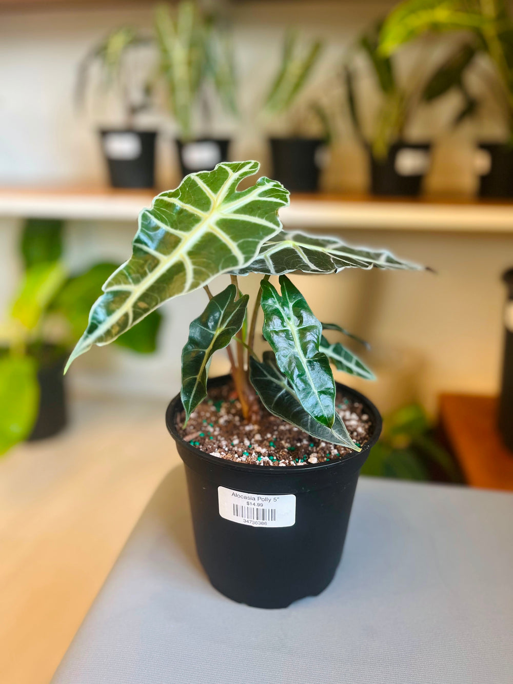 Alocasia Polly 6”