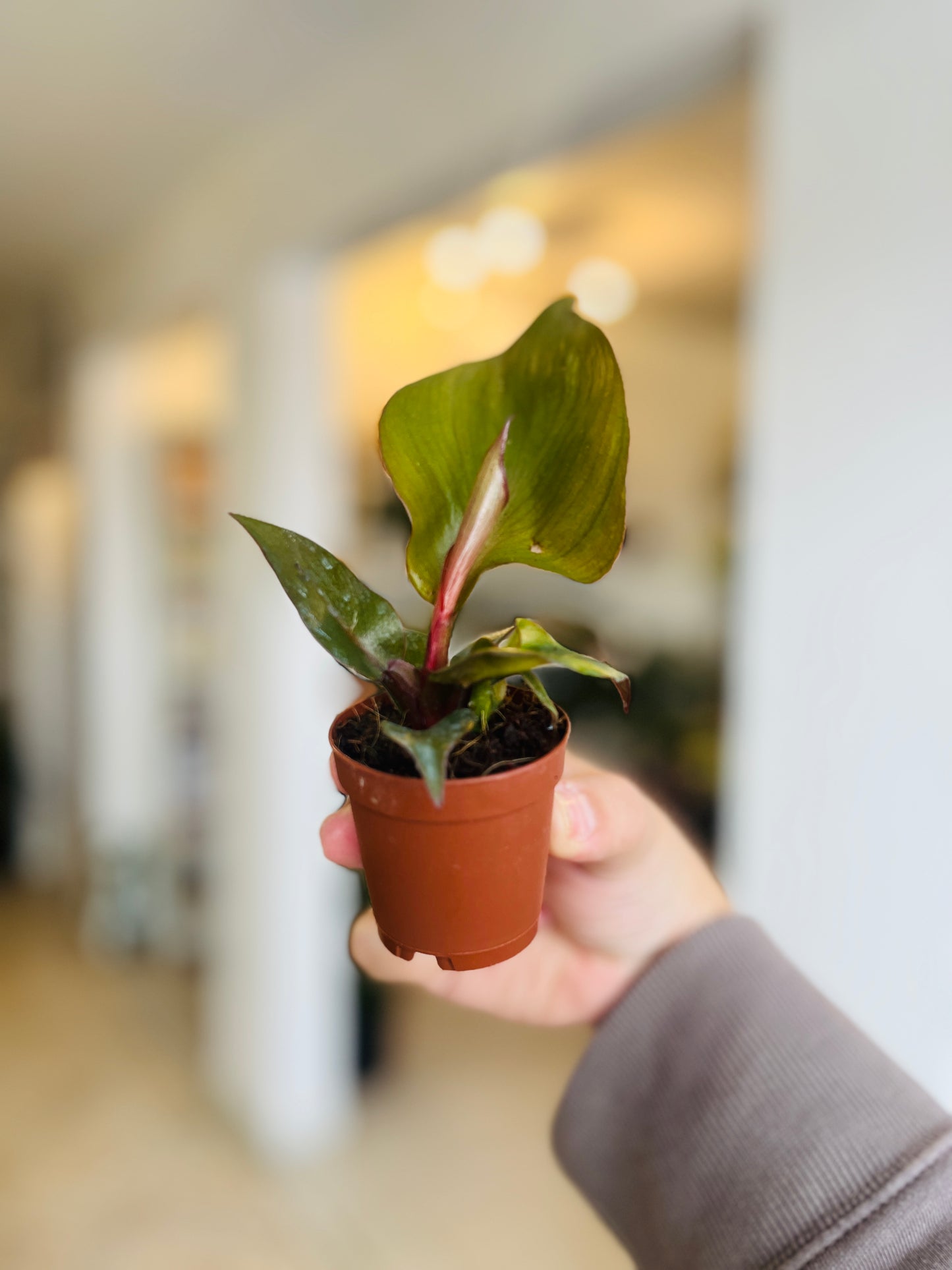 Philodendron Red Heart 2"