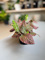 Fittonia Juanita 4”