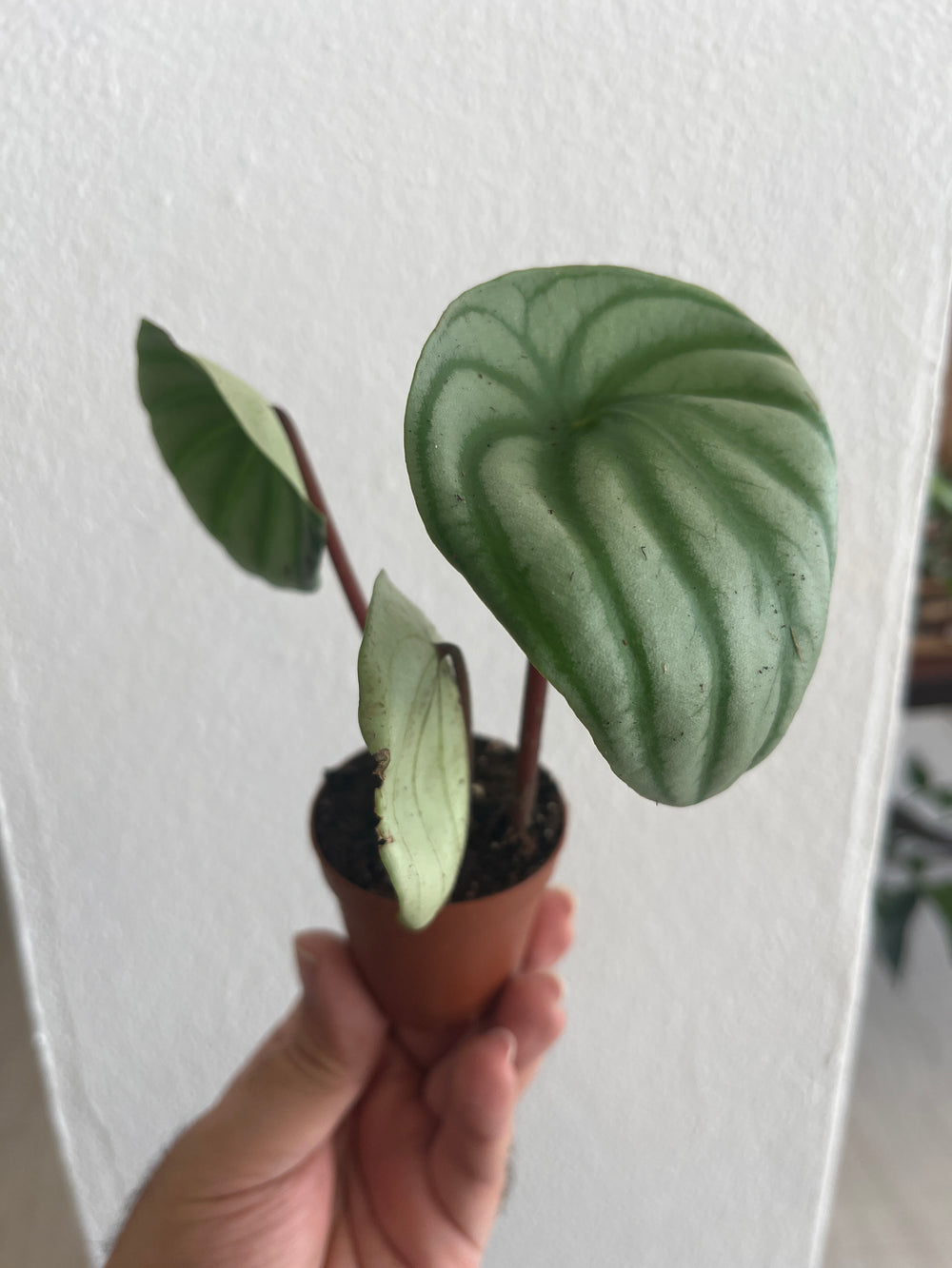 Peperomia Watermelon 2”
