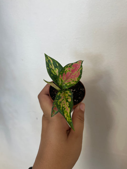 Aglaonema Pink Pie 2”