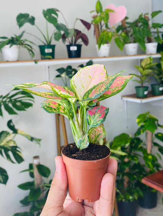 Aglaonema Beauty 2"