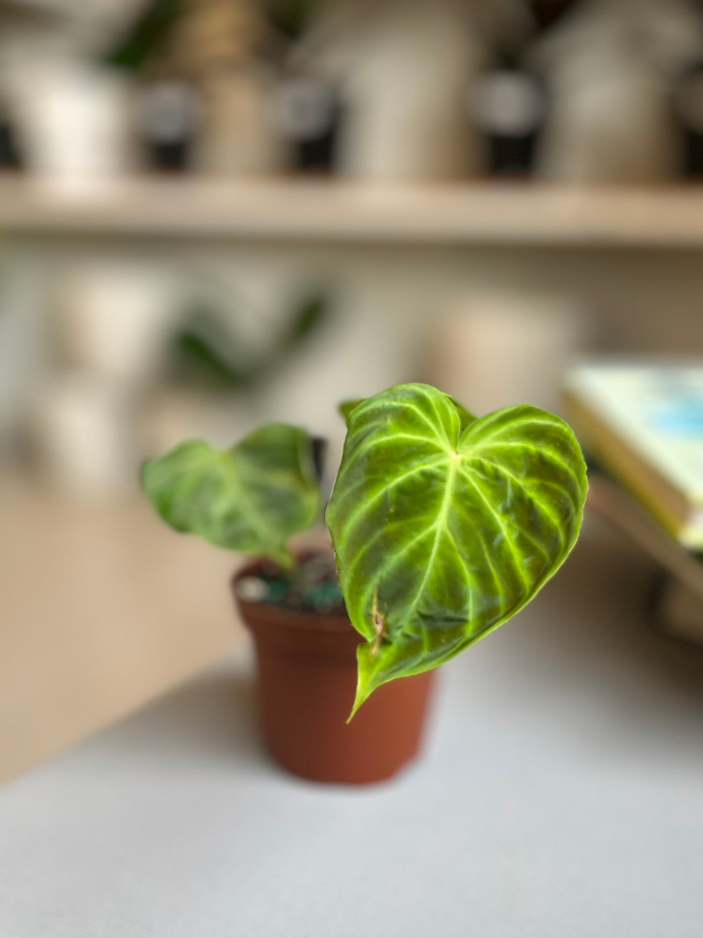 Philodendron Verrucosum