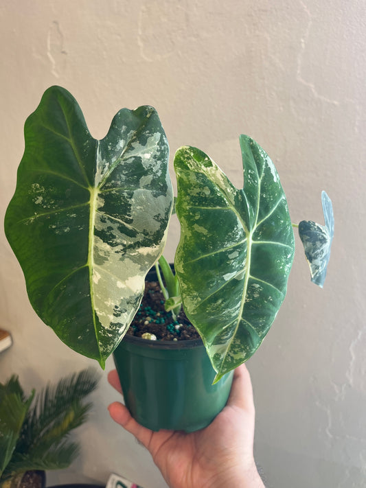 Alocasia Frydeck Variegada 6”