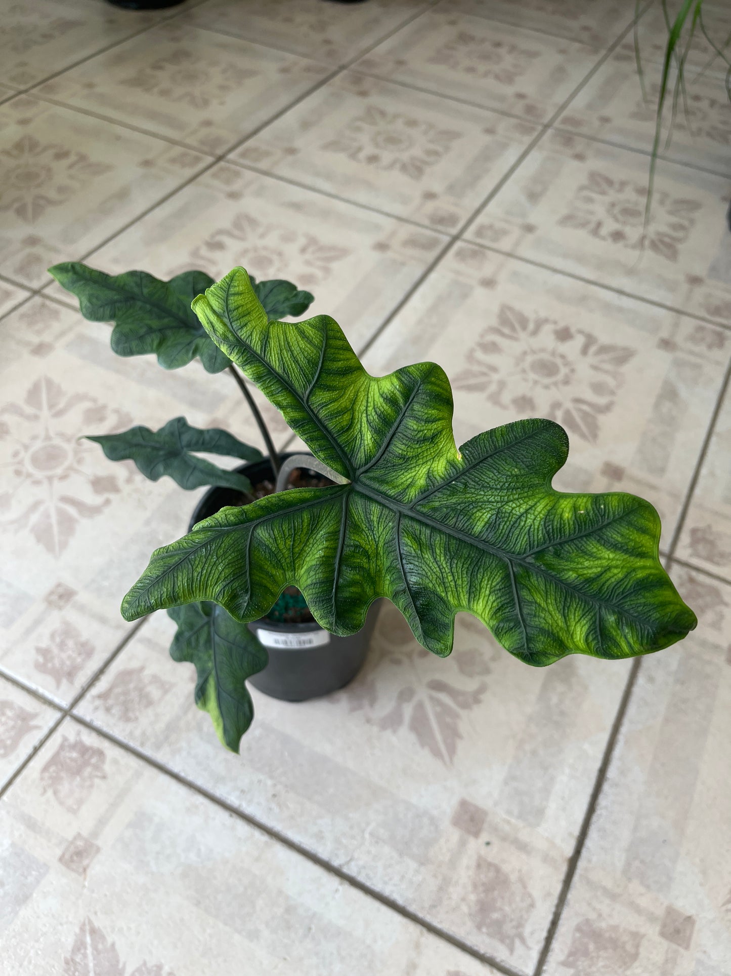 Alocasia Jacklyn 6”