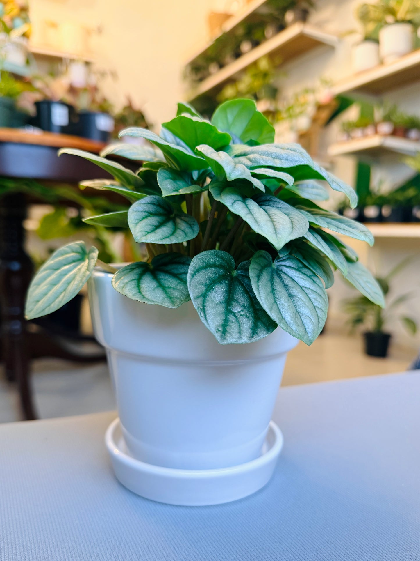 Magnolia Pot 5”