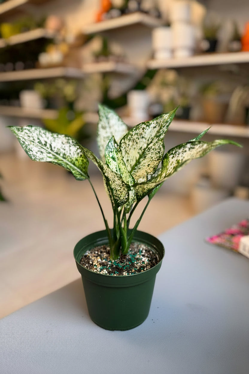 Aglaonema Snow White 5”
