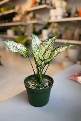 Aglaonema Snow White 6”