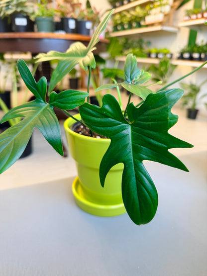 Esperanza Pot 6”