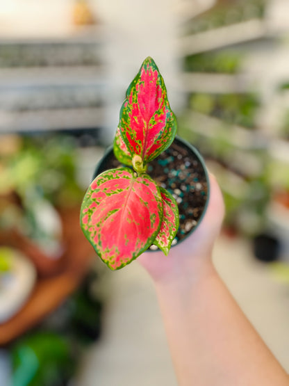 Aglaonema Red Valentine