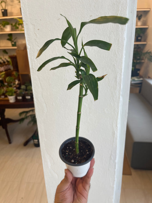 Lucky Bamboo (Dracaena Sanderiana)3”