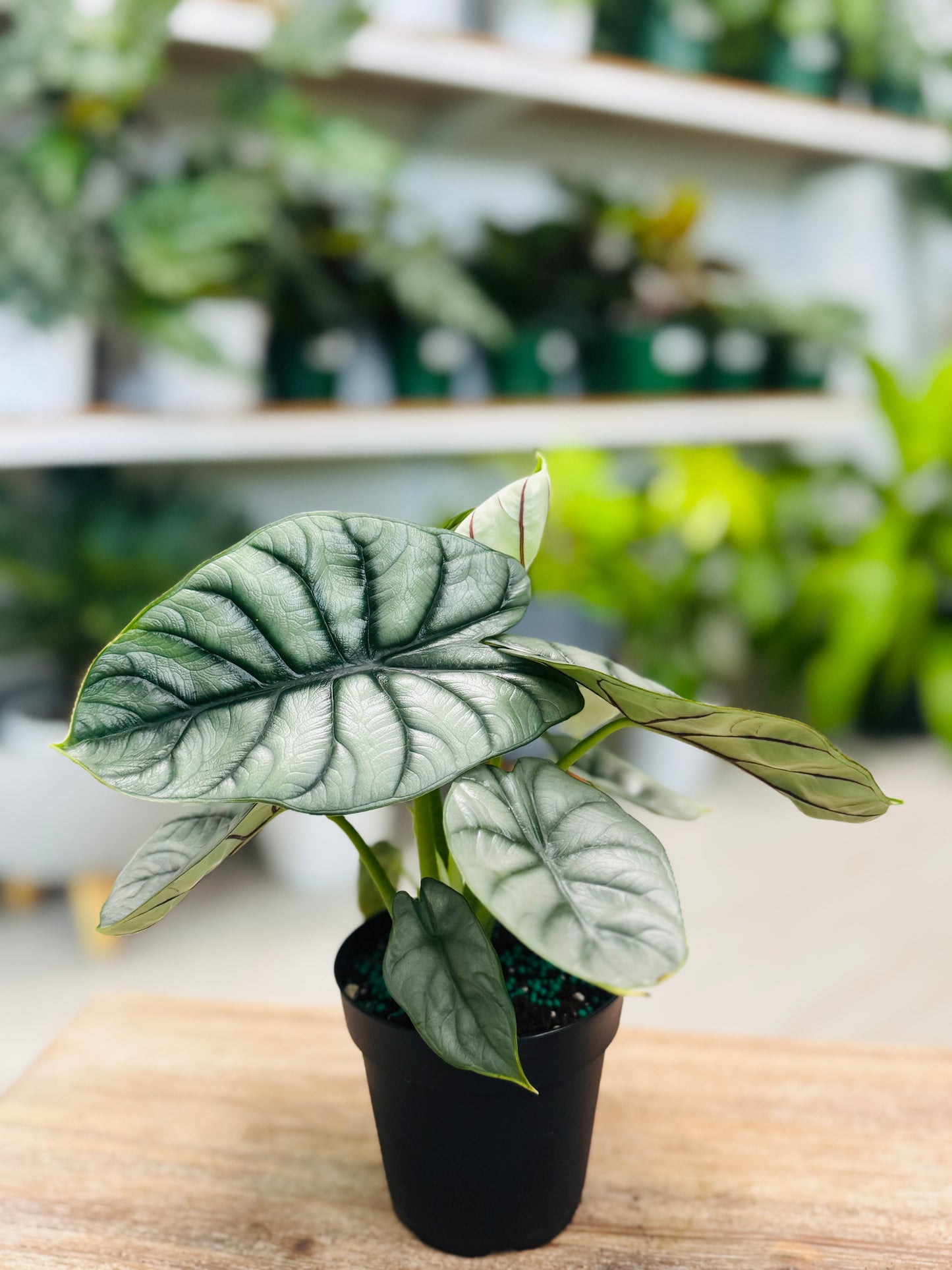 Alocasia Silver Dragon