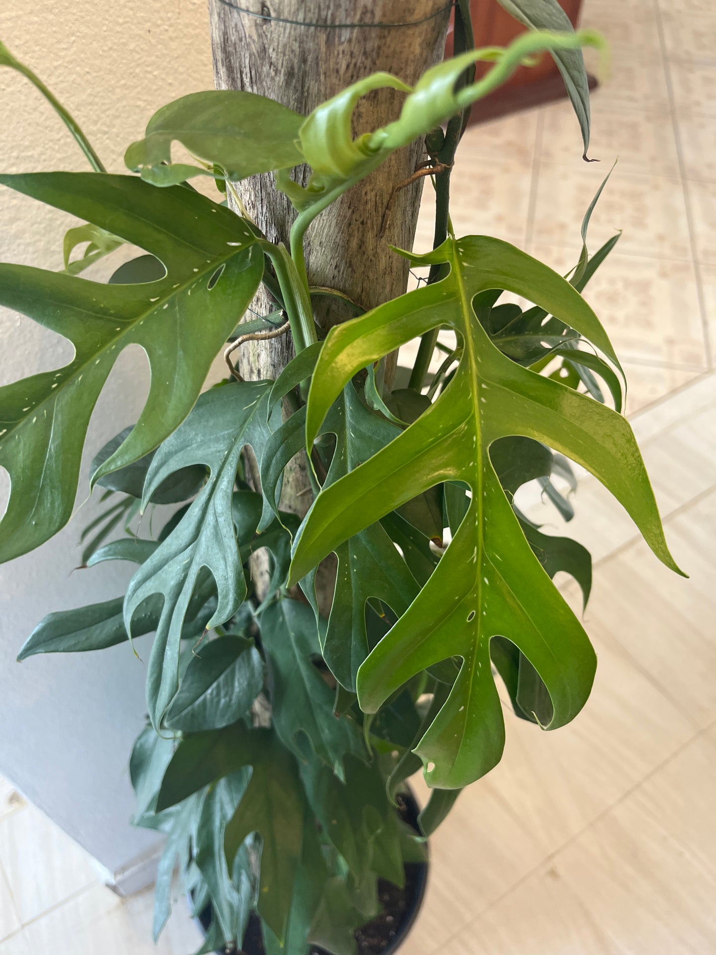 Tronco con Mini Monstera 2G