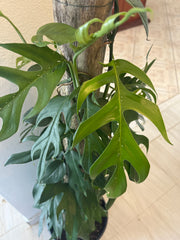 Tronco con Mini Monstera 2G