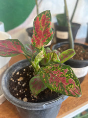Aglaonema Red Valentine 4”