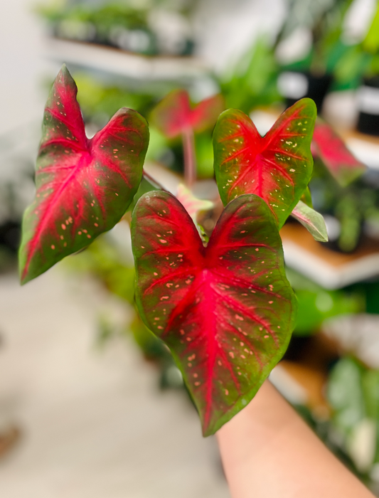 Caladium Red Flash 6”