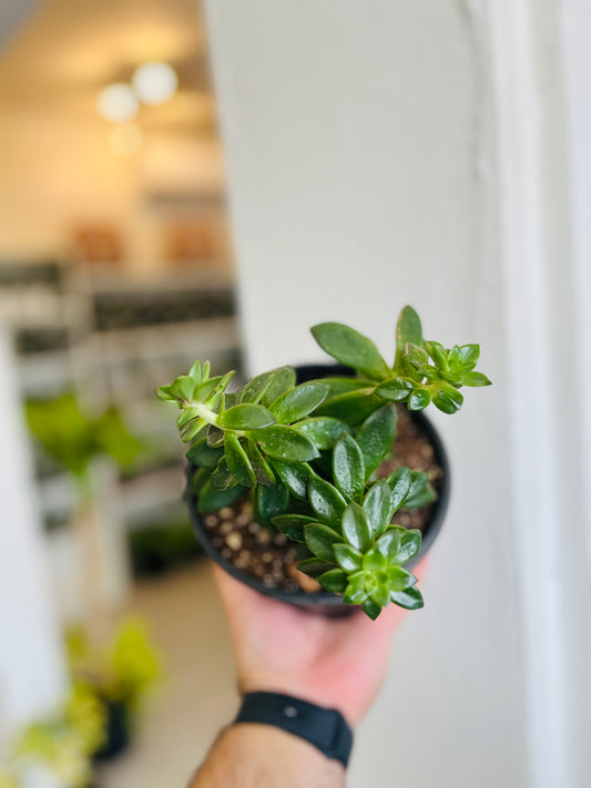 Sedum Nussbaumerianum 6”