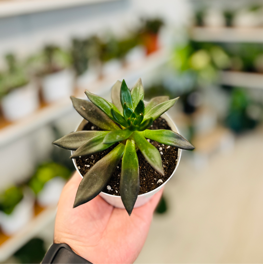 Echeveria affinis “Black Knight”