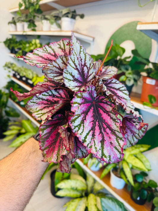 Begonia Rex Lambada