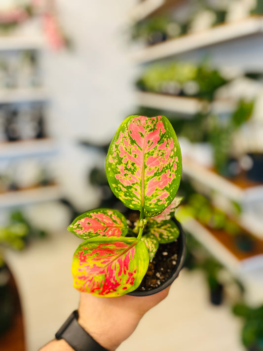 Aglaonema Pink Pie 4”