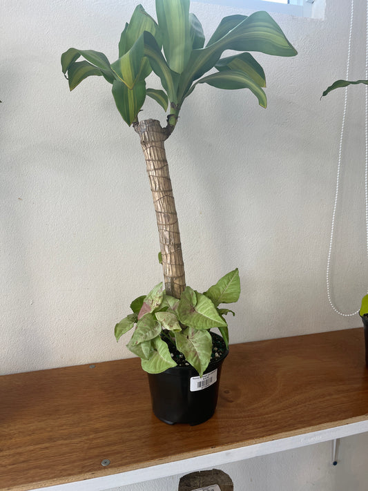 Tronco de Brasil con Syngonium Milk Confetti 6”