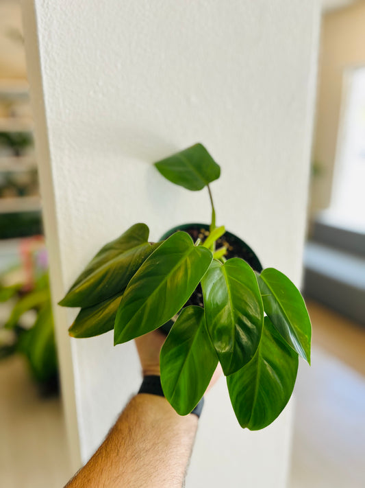 Philodendron Imperial Green 5”