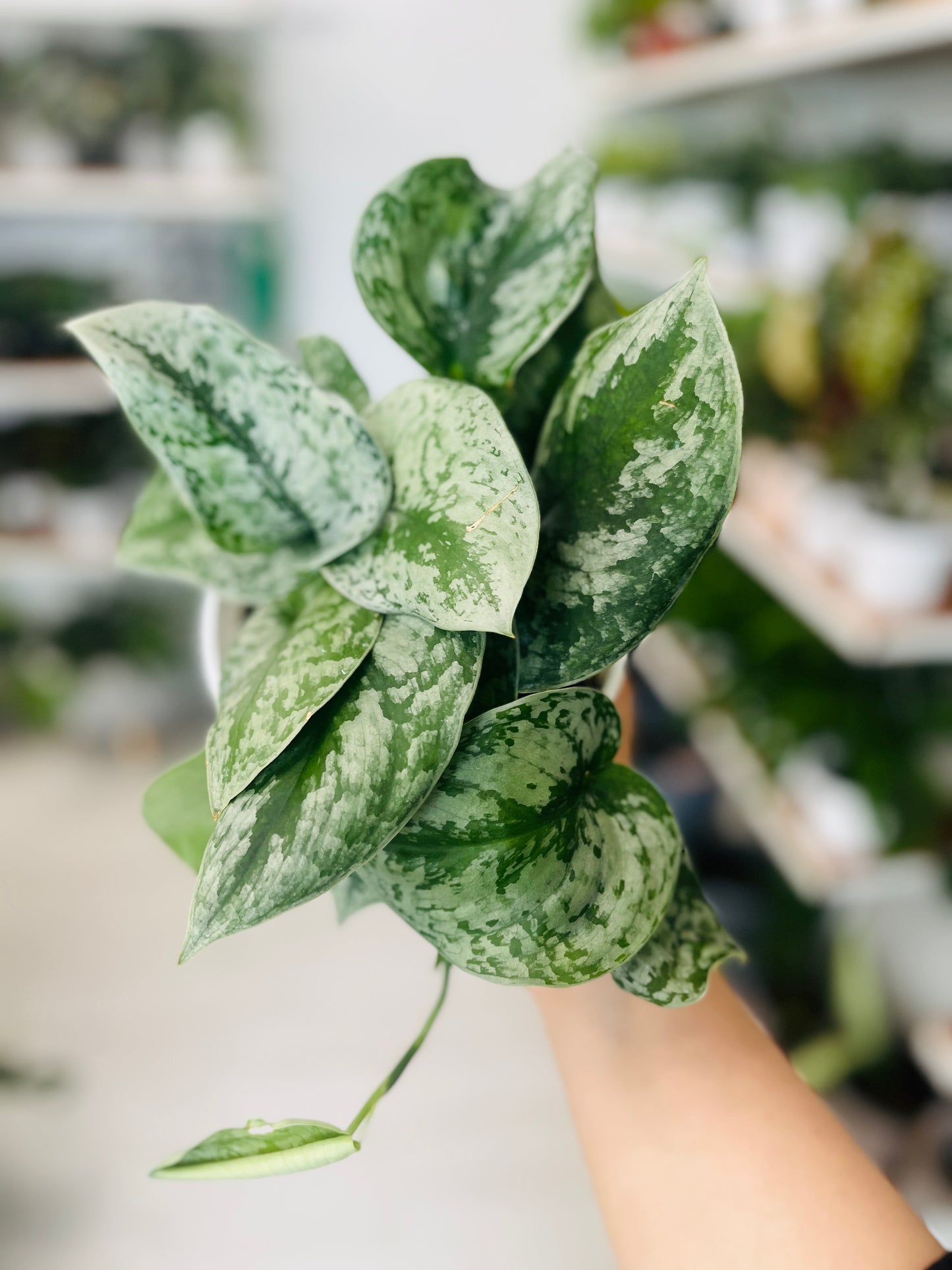 Pothos Silver