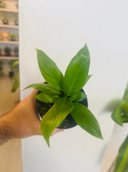 Lirio de la Paz/ Cuna de Moisés 4”
