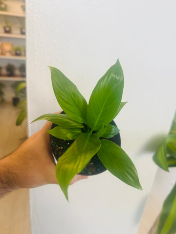 Lirio de la Paz/ Cuna de Moisés 4”