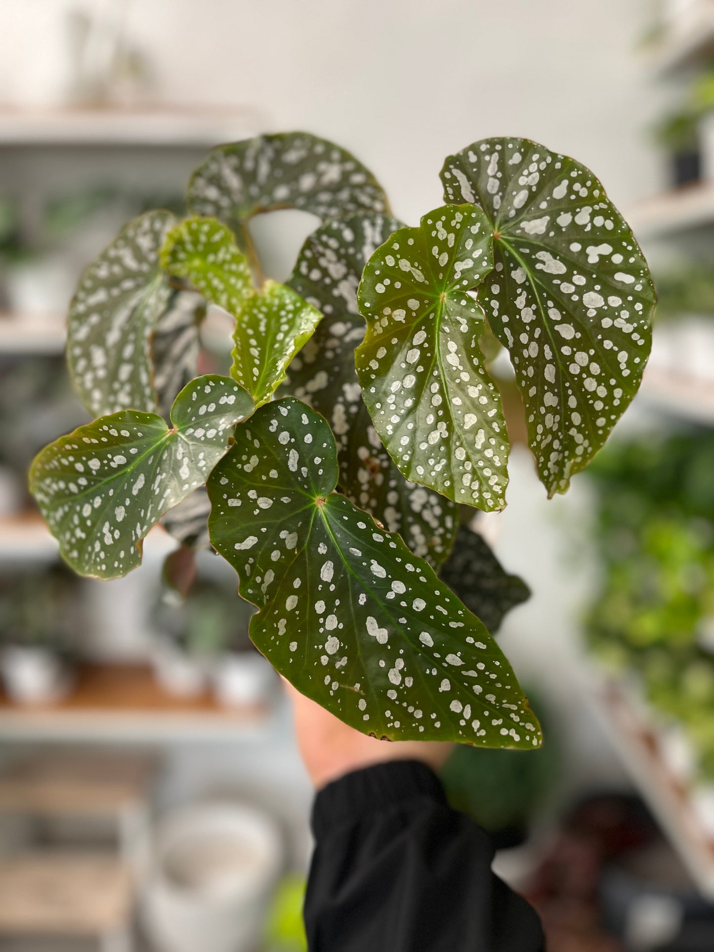 Snow Cap Polka Dot Angel Wing Begonia