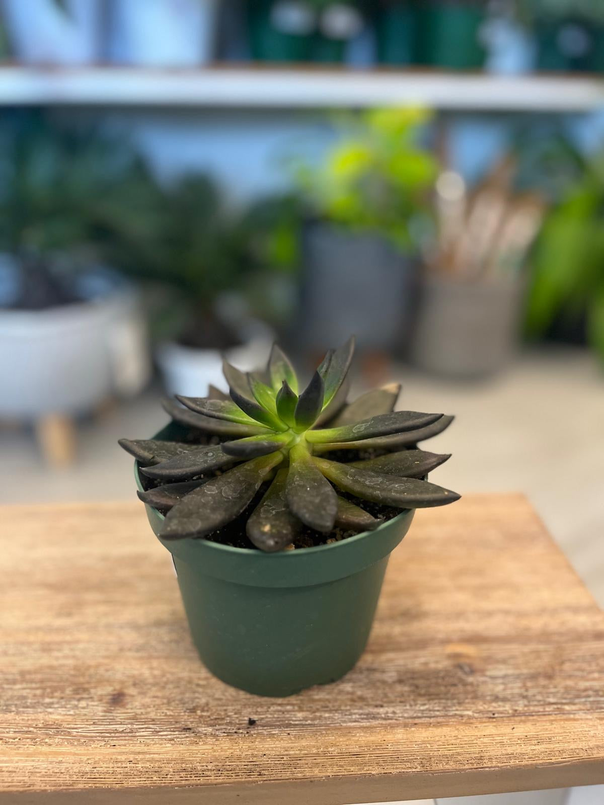 Echeveria affinis “Black Knight”