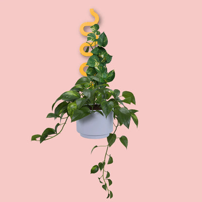 Houseplant Grow Pole