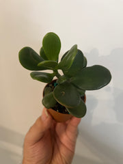 Crassula Ovata (Jade) 2”