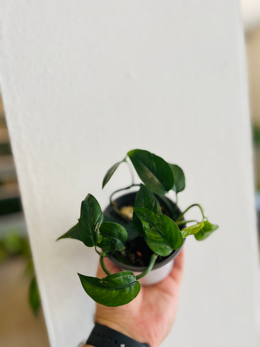 Monstera Arrow 4”