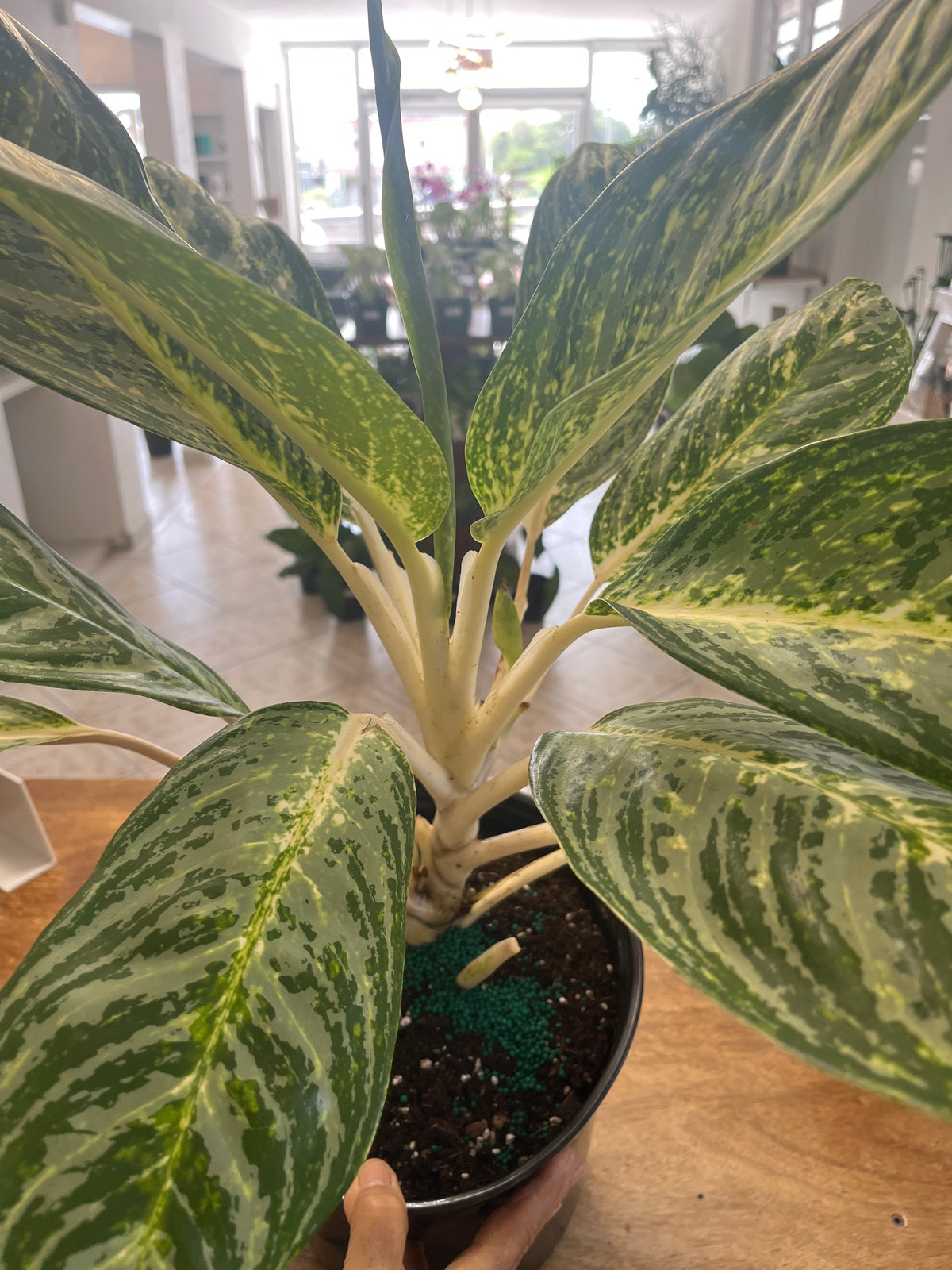 Aglaonema ‘Golden Madonna’ 2G