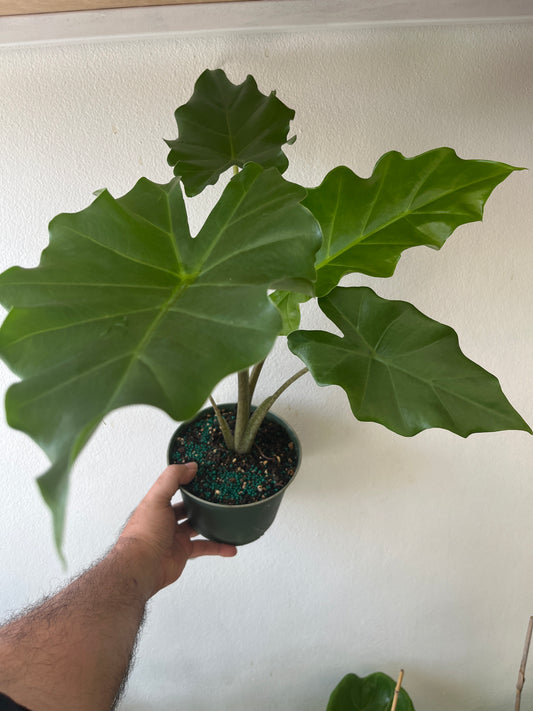 Alocasia Green Zebrina 6”