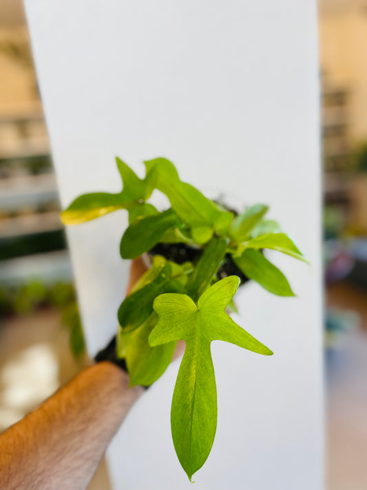 Philodendron Yellow Ghost 5”
